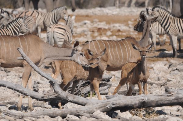 Kudu Greater kudu (F) et petit Tragelaphus strepsiceros